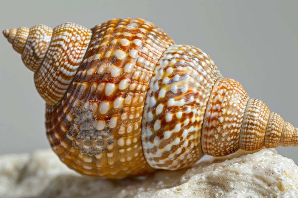 Scotch Bonnet Shell invertebrate seashell reptile.