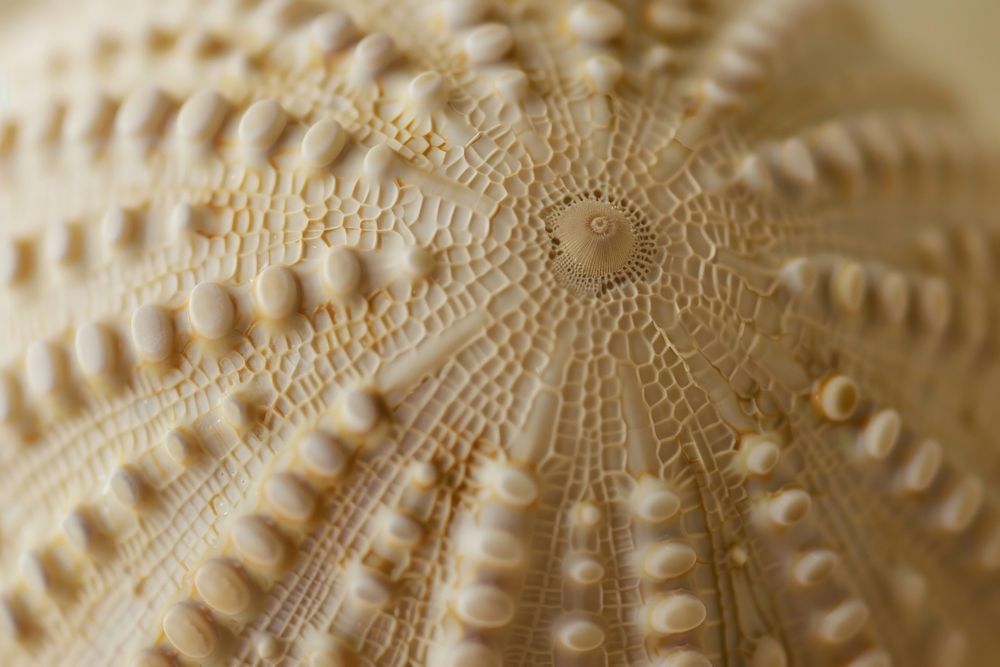 Sea Urchin Shell invertebrate medication seashell.