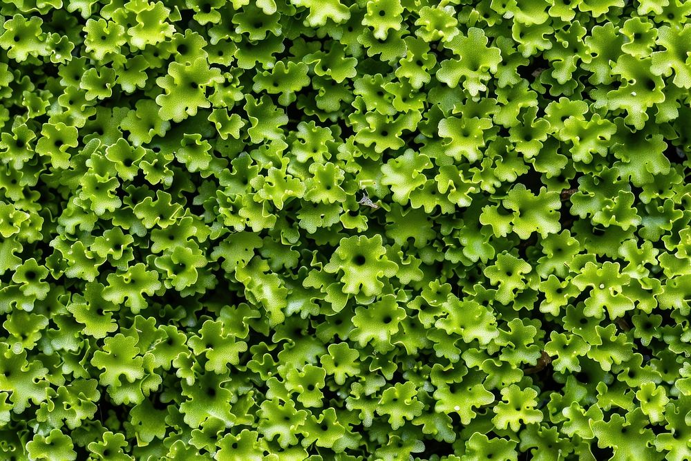 Tortula Moss vegetation vegetable lettuce.