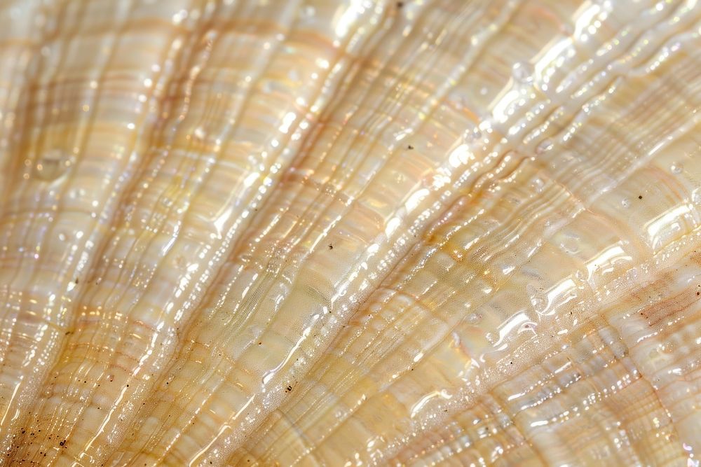 Wentletrap Shell invertebrate chandelier seashell.