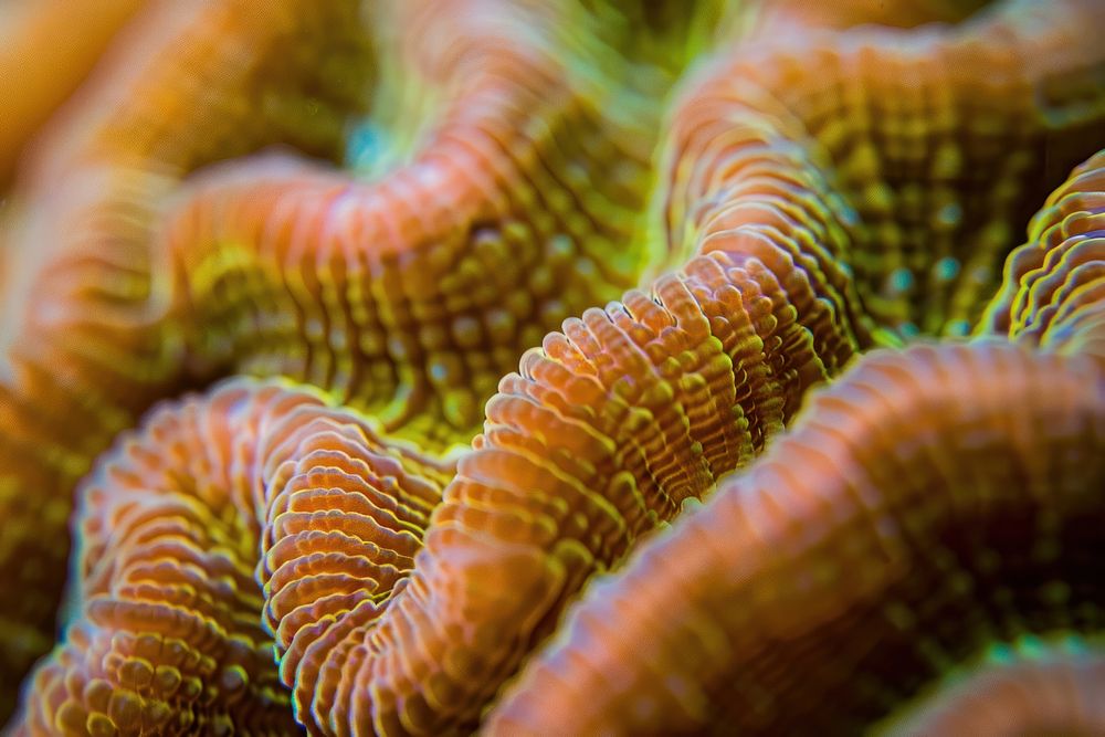 Wreck Coral invertebrate alcyonacea outdoors.
