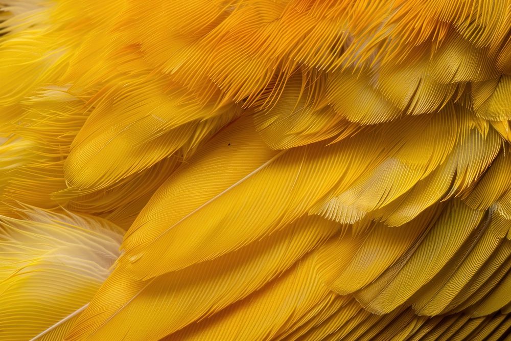 Yellow Warbler Bird Wing bird animal canary.