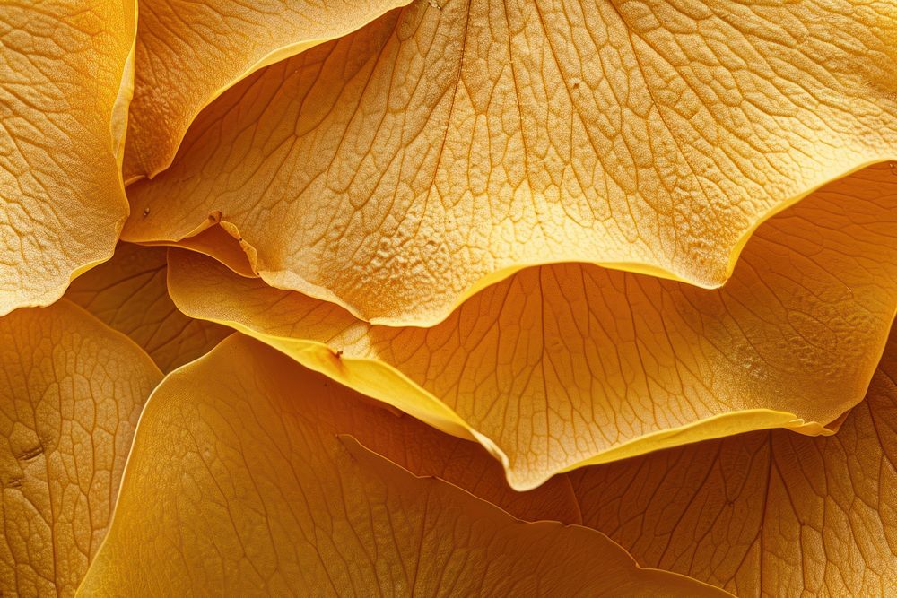 Yellow Dry Rose petals furniture blossom flower.
