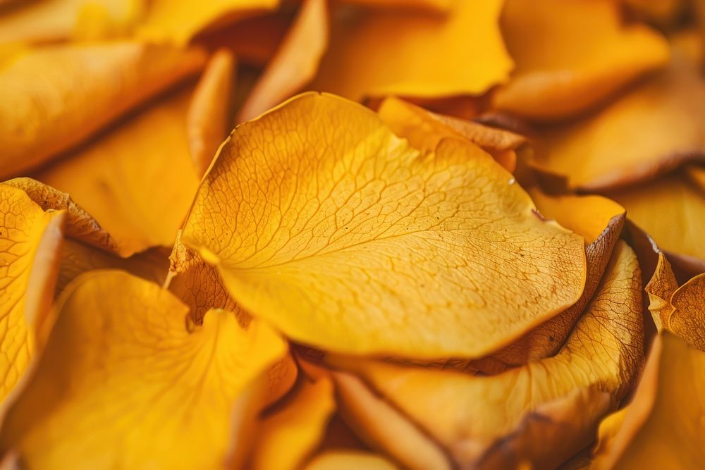 Yellow-Brown Rose petals blossom flower person.