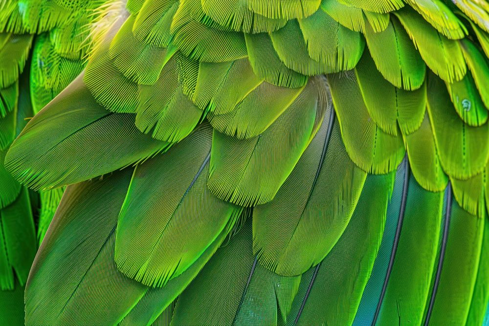 Yellow-crowned Parrot Bird Wing parrot bird animal.