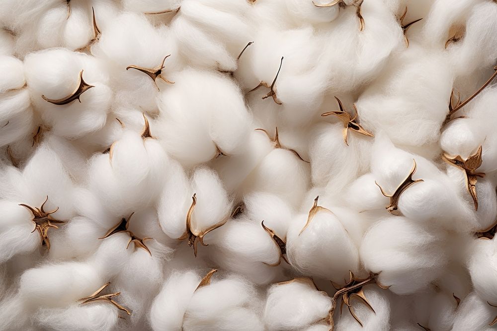 Cotton produce animal mammal.