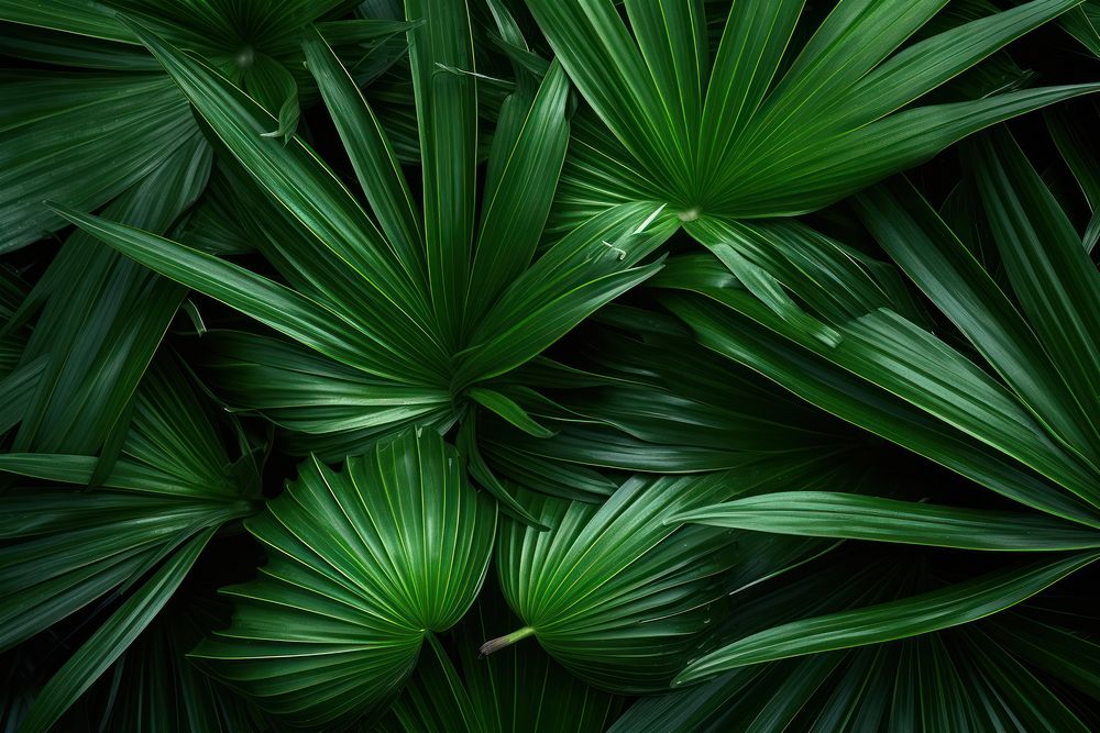 Tropical plants texture vegetation green leaf.