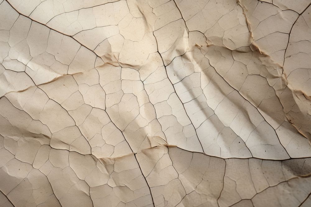 Old paper texture plant rock leaf.