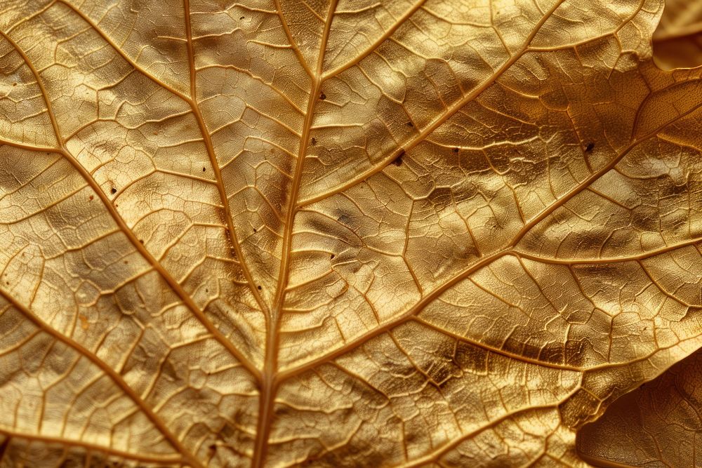 Golden leaf texture reptile animal turtle.