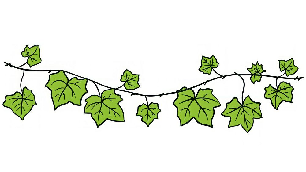 Ivy leaf flag string sycamore plant vine.