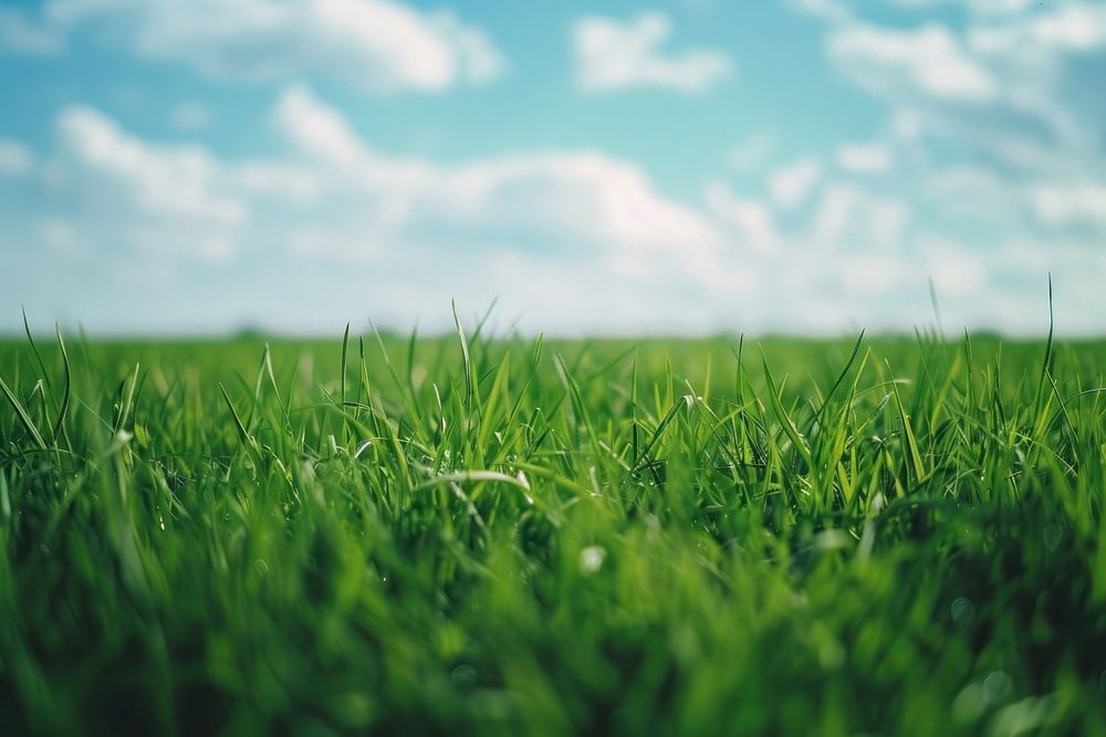 Green field with sky vegetation outdoors horizon.