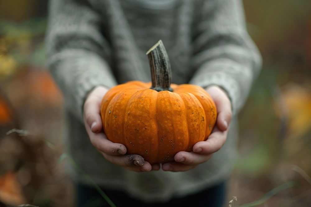Kid holding a jack Pumpkin pumpkin ammunition vegetable.