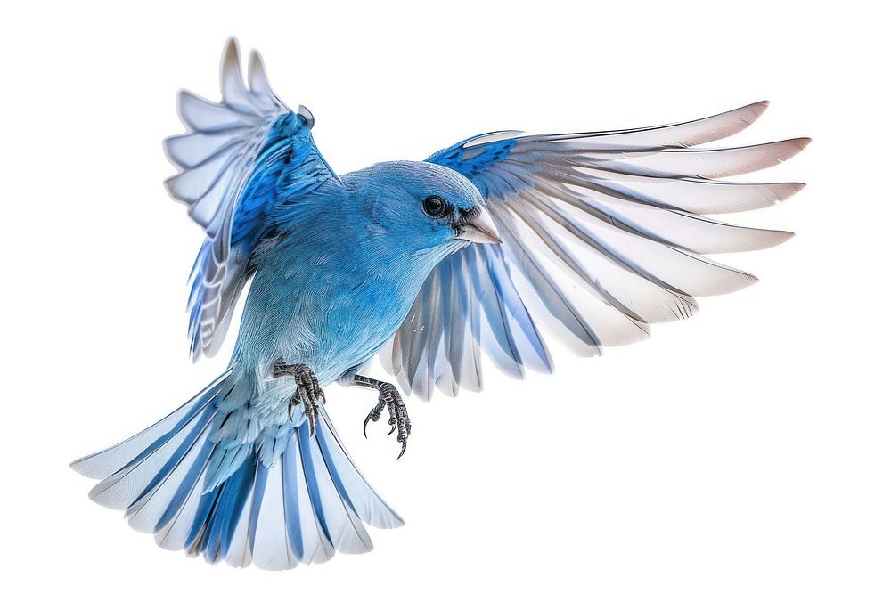 A photo of blue Finche flying bluebird animal jay.