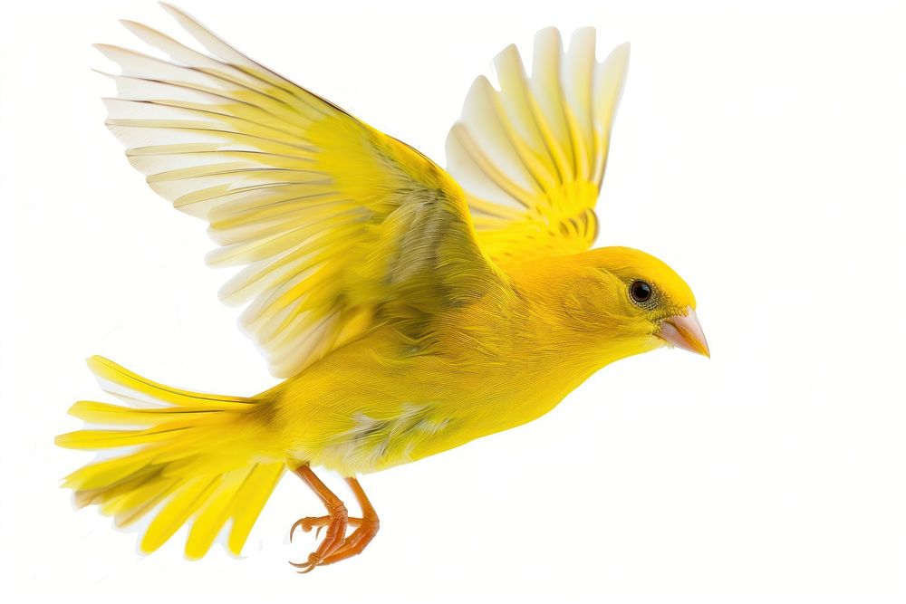 A photo of Saffron Finche flying animal canary bird.