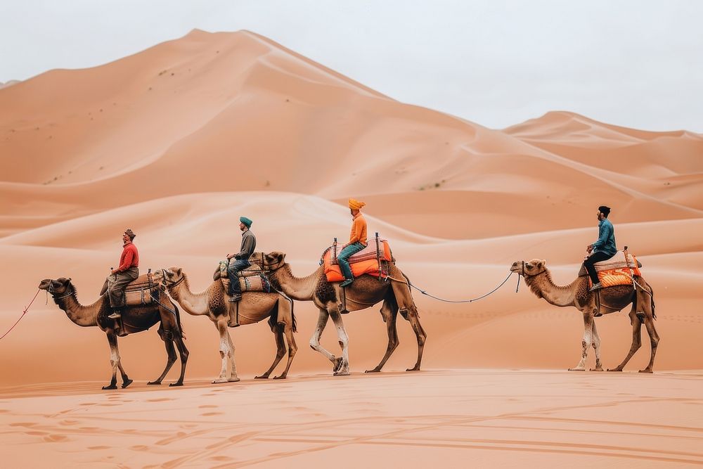 Three wise man ride a camel in desert outdoors nature person.
