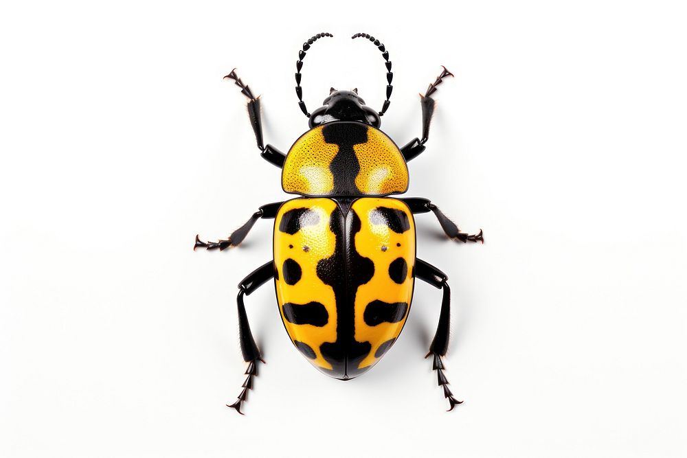Beetle invertebrate andrena animal.