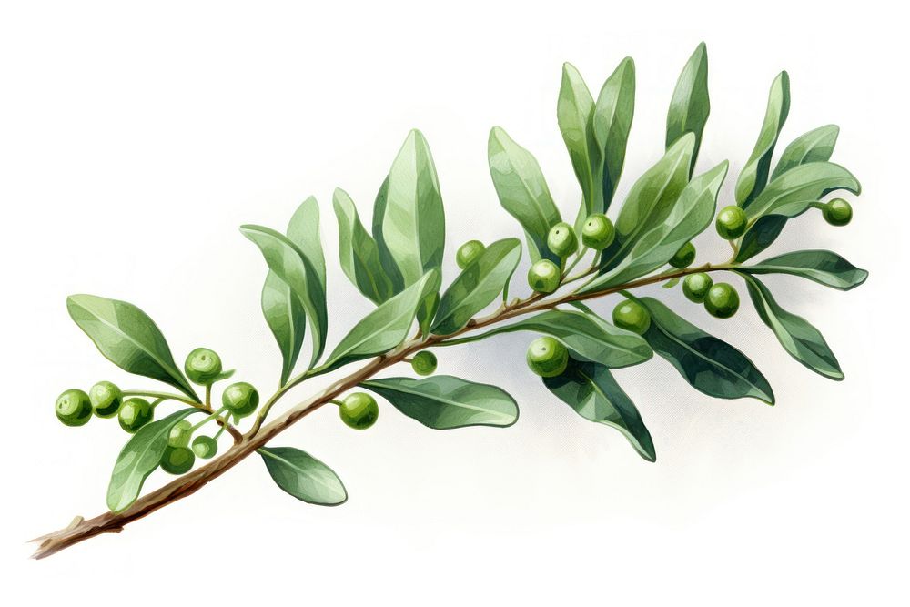 Mistletoe plant herbs leaf.