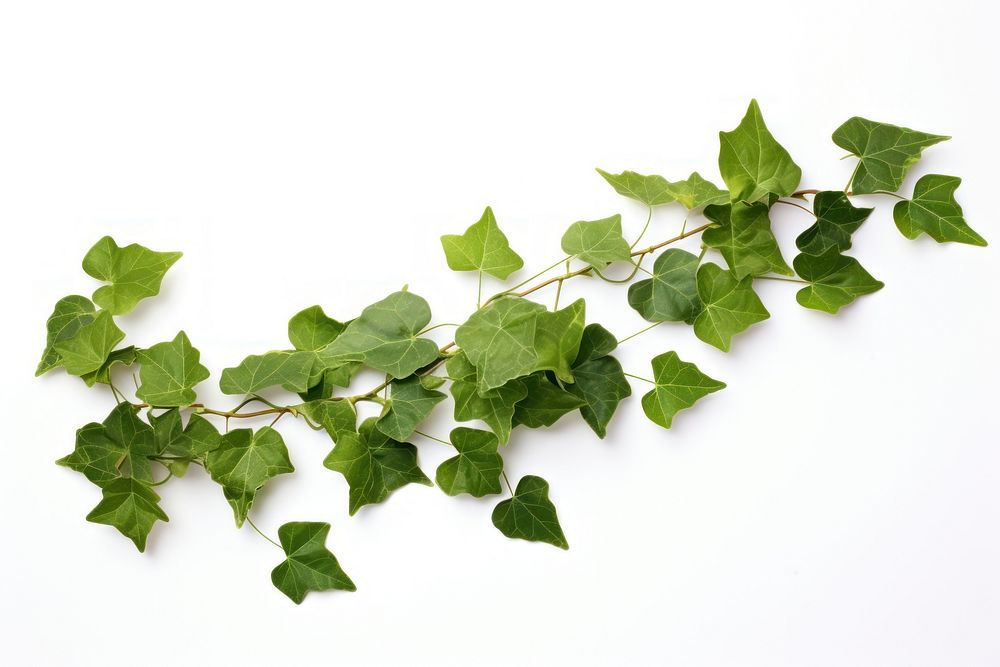 Ivy plant leaf vine.