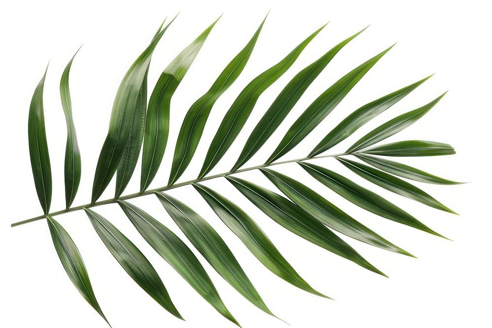 Palm leaf arecaceae plant tree.