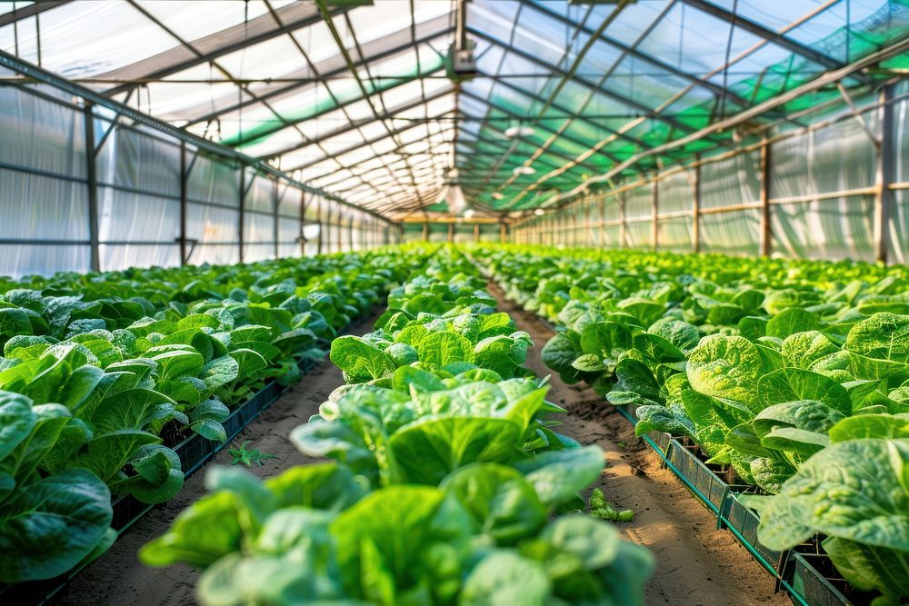 Smart farm greenhouse gardening outdoors.