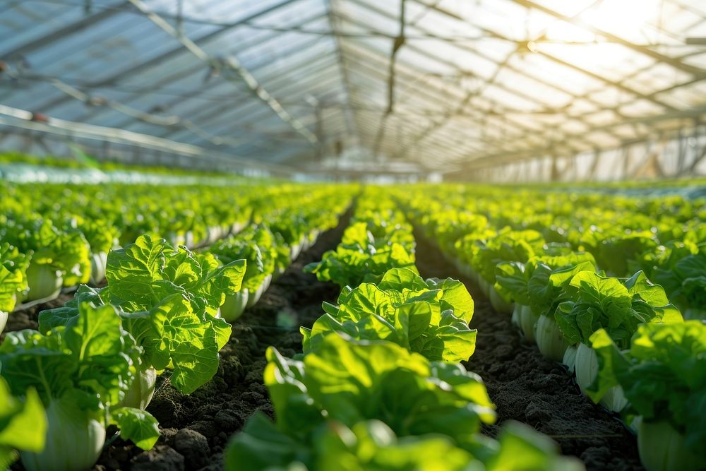 Smart farm vegetable outdoors produce.