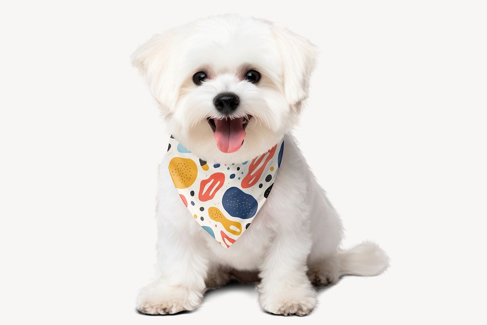 Small dog colorful funky scarf