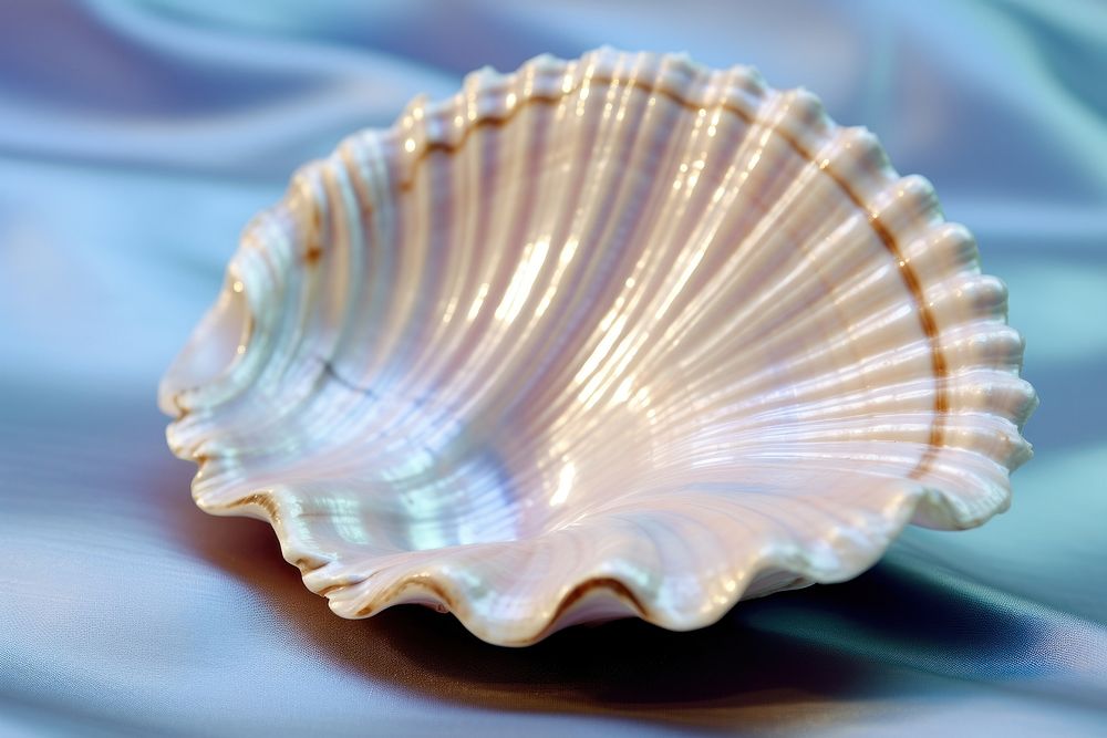 Close-up of a single seashell invertebrate seafood animal.