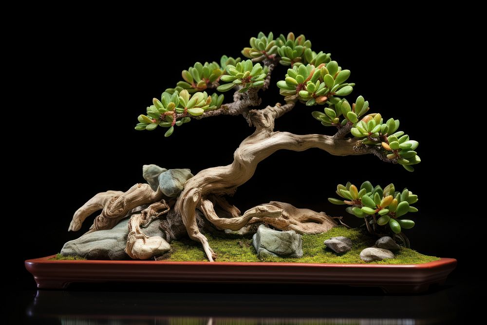 Succulent bonsai plant person human.