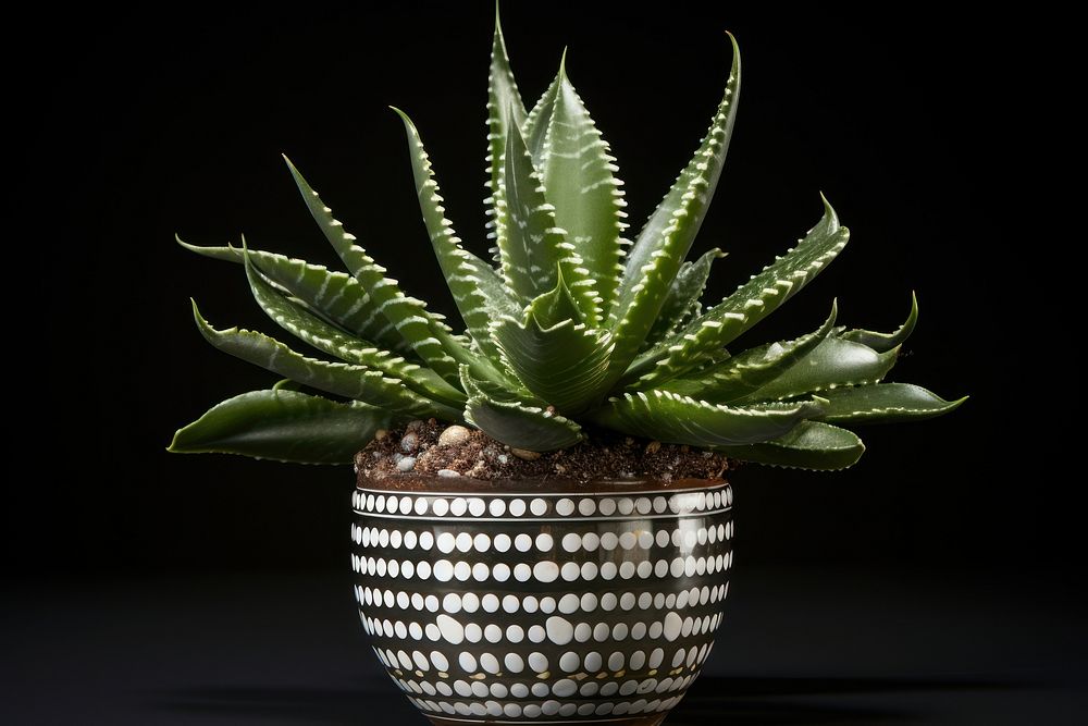 Variegated succulent with stunning markings plant aloe potted plant.