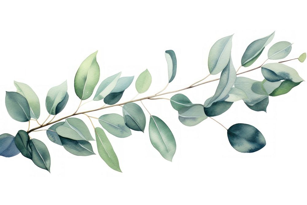 Eucalyptus leaves annonaceae herbal plant.