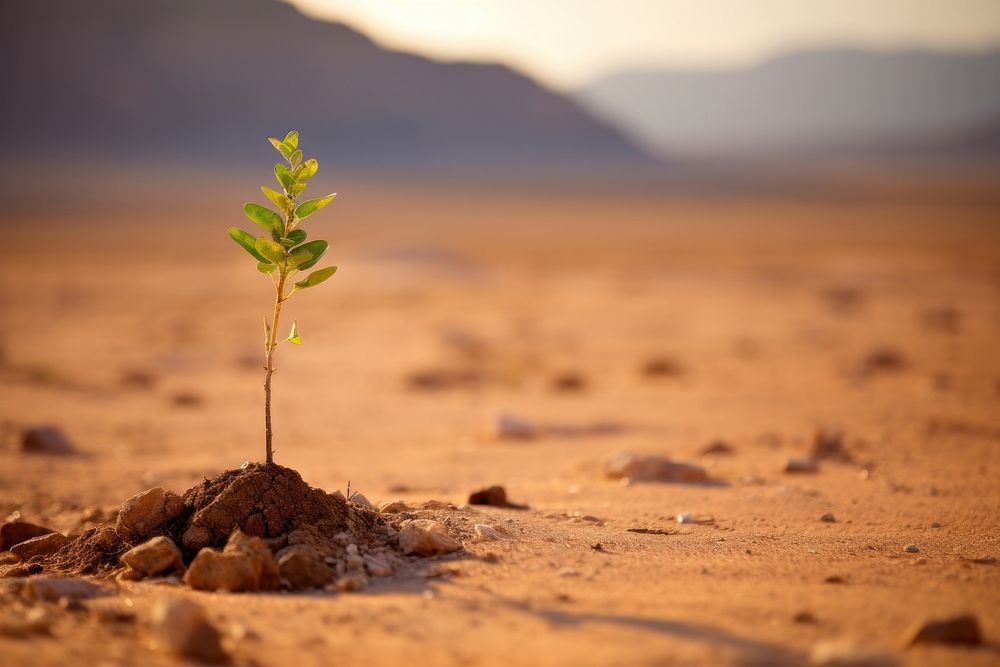 Small tree on the racked earth desert floor outdoors ground nature.
