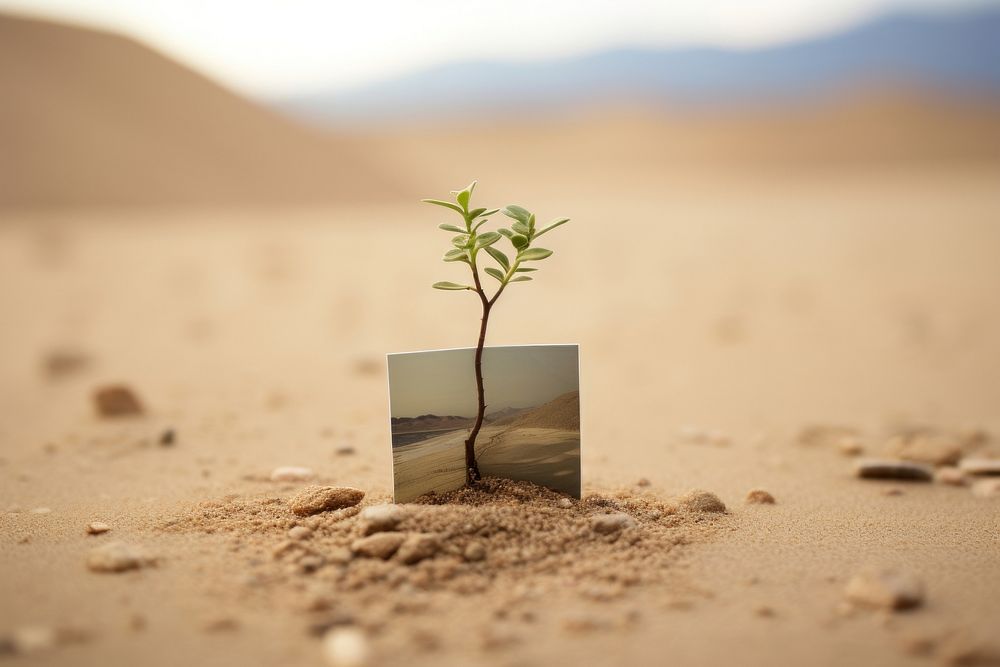 Small tree on the racked earth desert floor outdoors nature ground.
