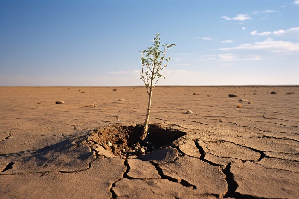Small tree on the racked earth desert floor outdoors scenery ground.