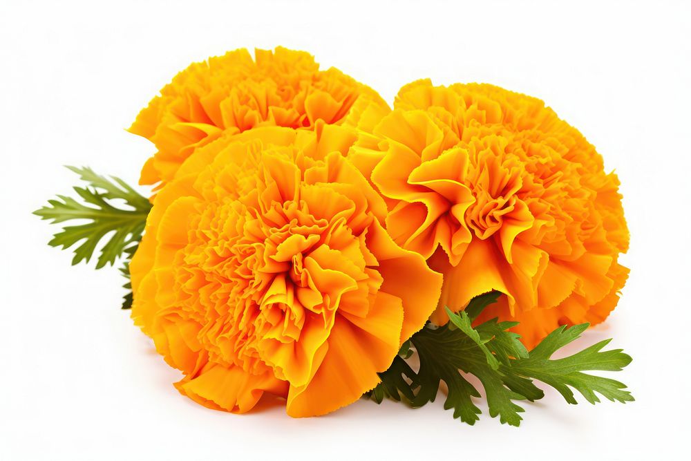 Marigold carnation blossom flower.