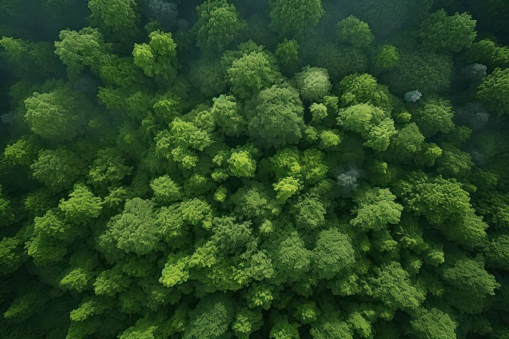 Green forest vegetation rainforest outdoors.