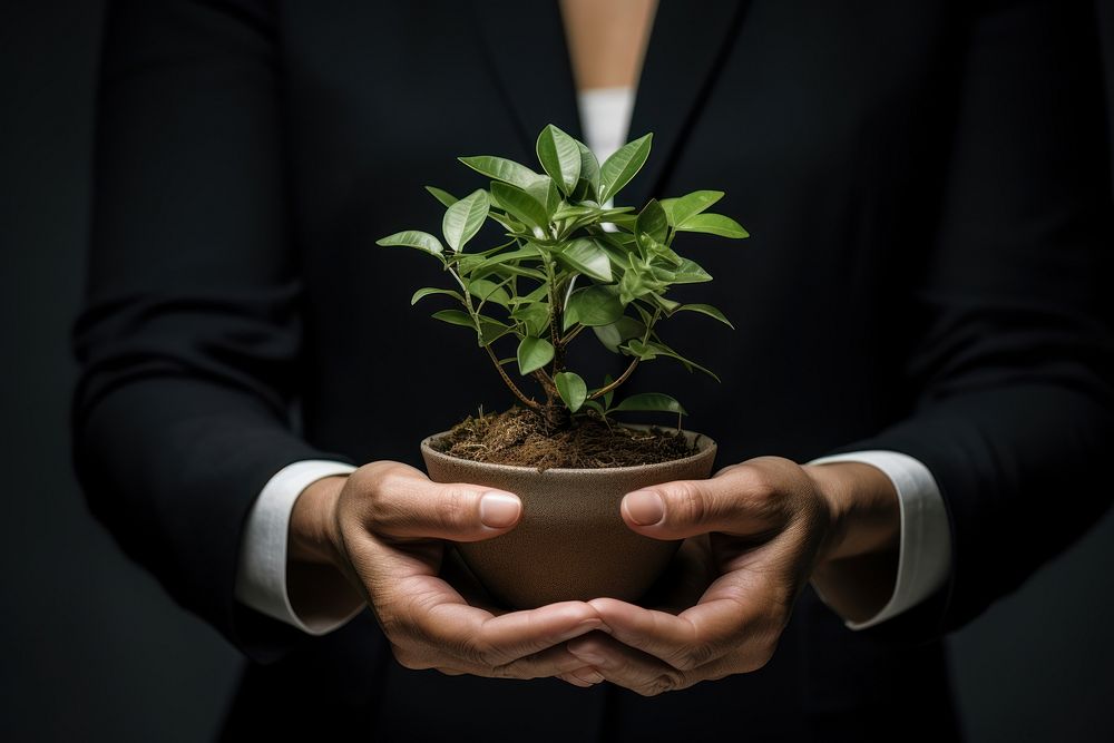 Business people hands holding plant person bonsai adult.