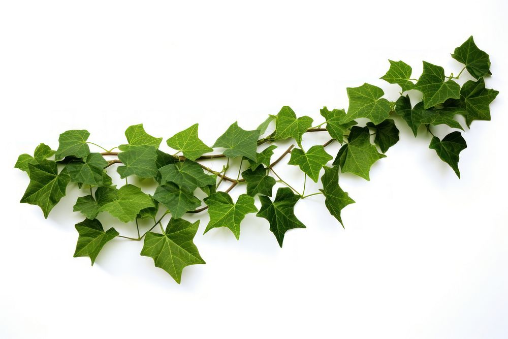 Vine ivy plant leaf.