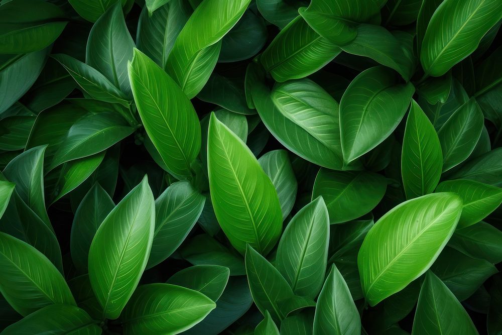 Green vegetation plant leaf.