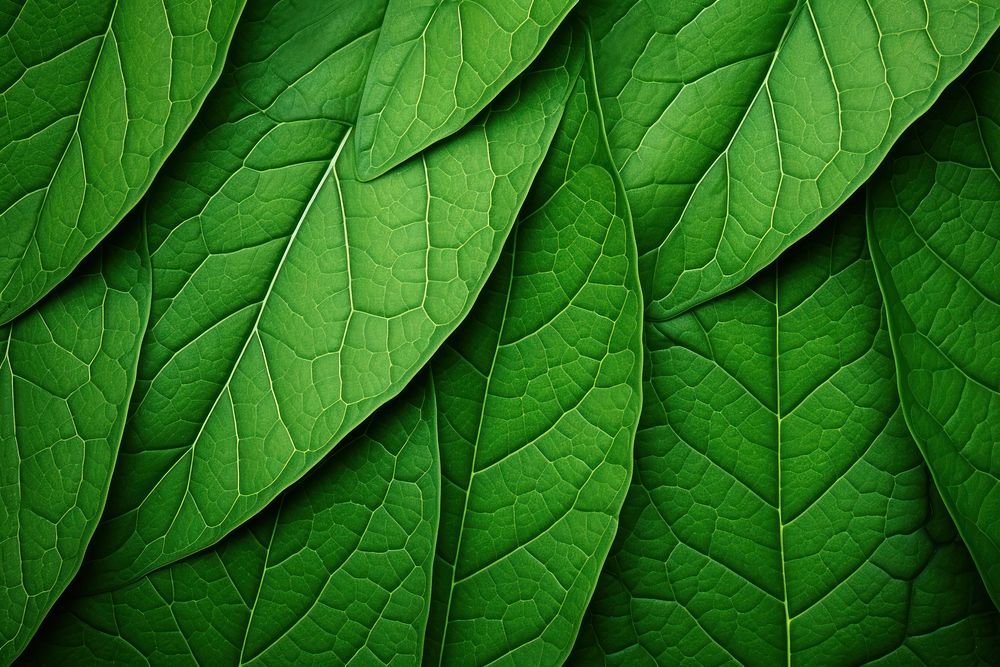 Green plant leaf.