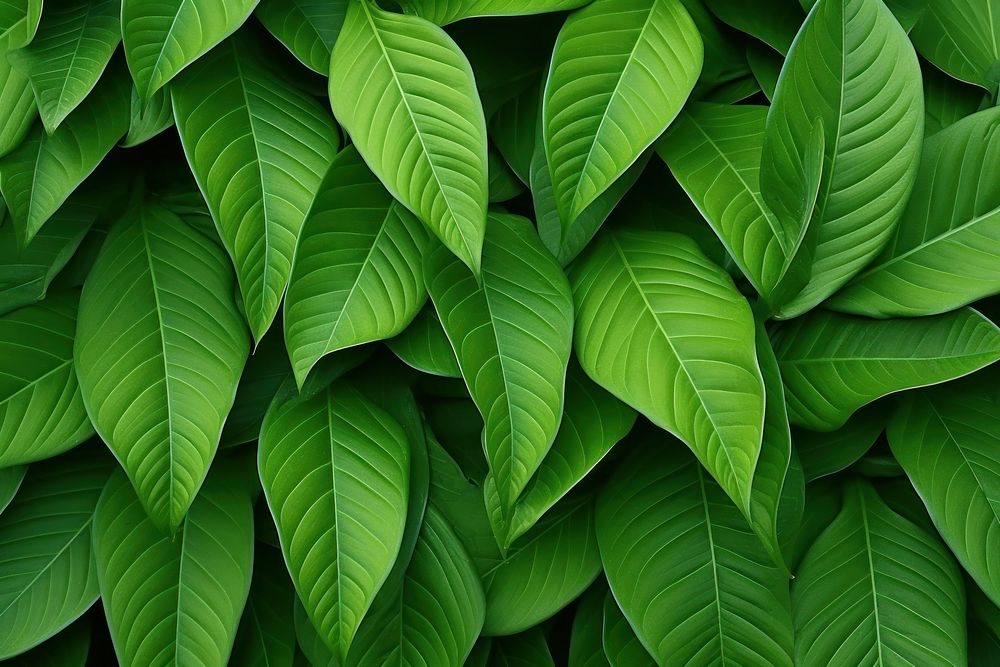 Green vegetation plant leaf.