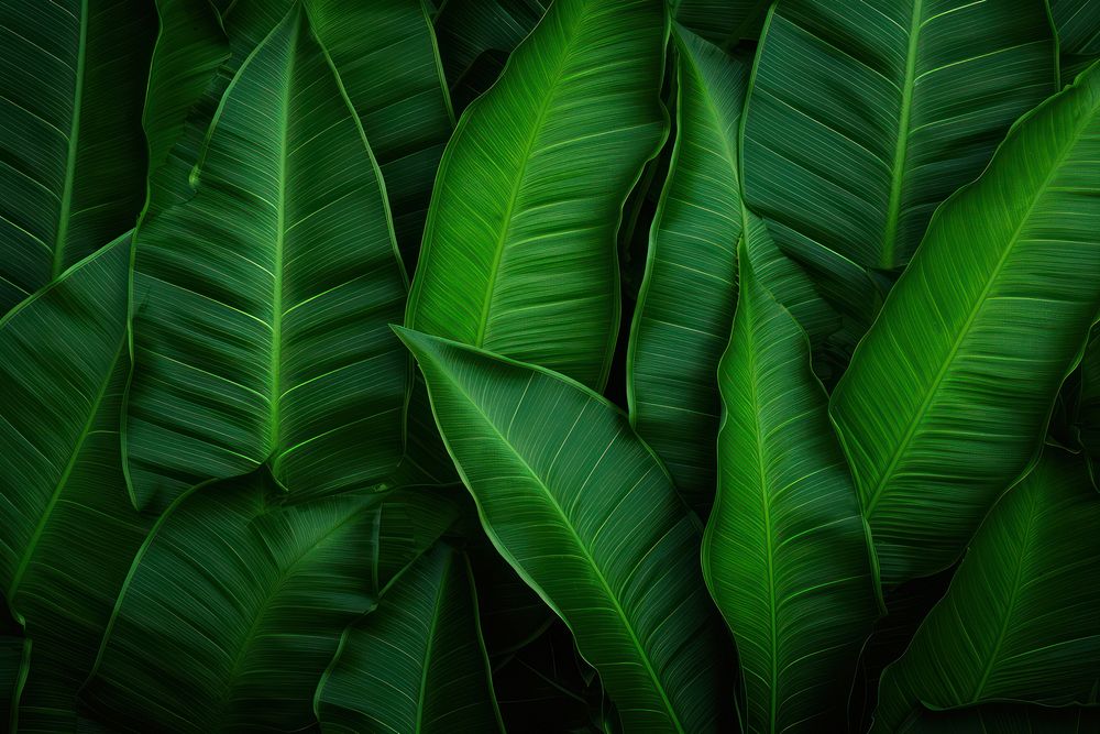 Green plant leaf.