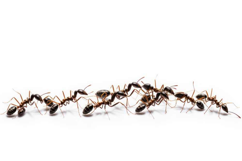 Ants walking insect invertebrate animal.