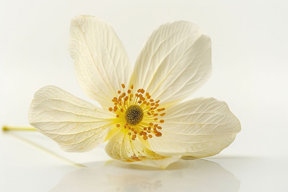 Wildflower asteraceae anemone blossom.