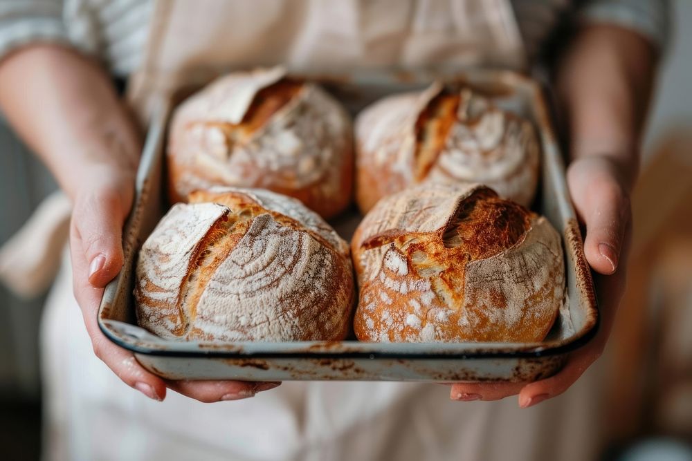 Woman hands hold a baking tray of 2 fresh baked sourdough female person bread.