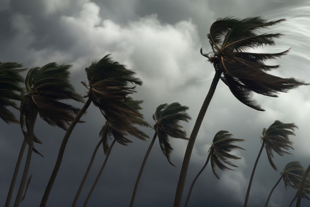 A group of palm trees blowing in the strong wind hurricane weather cloud.