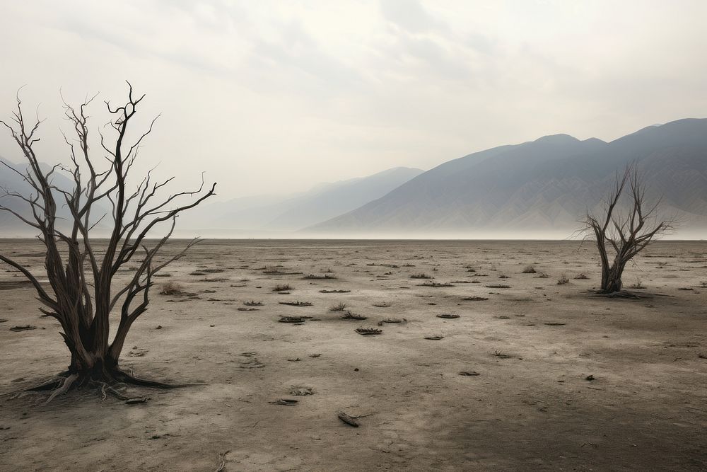 Desolate landscape with dead treesr sky shoreline driftwood.