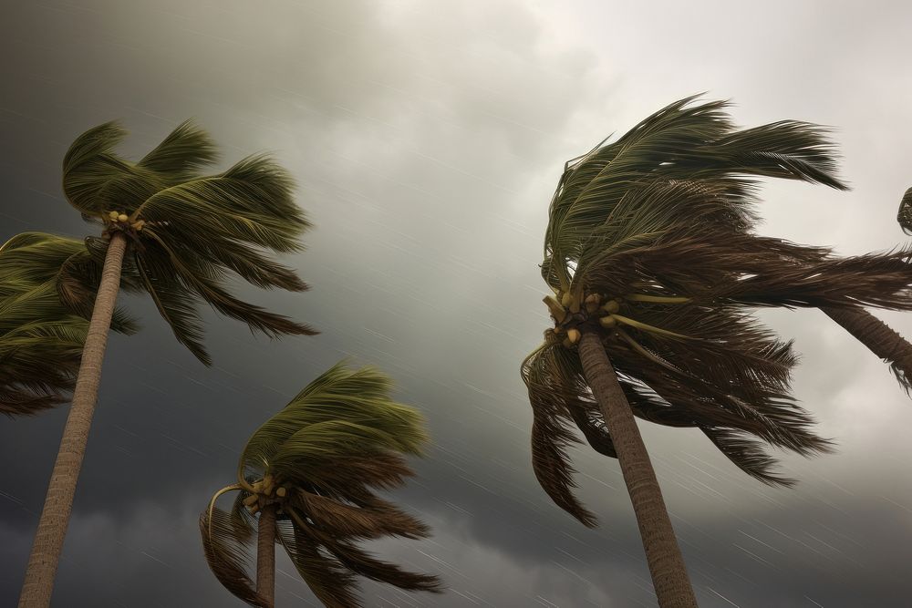 Palm trees blowing in the strong wind hurricane storm vegetation.
