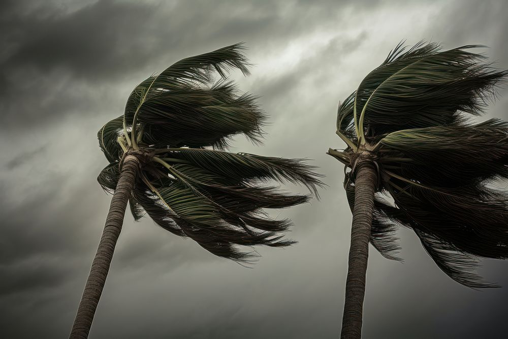 Palm trees blowing in the strong wind hurricane storm arecaceae.