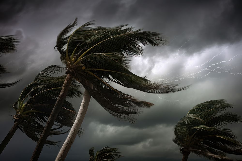 Palm trees blowing in the strong wind hurricane weather storm.