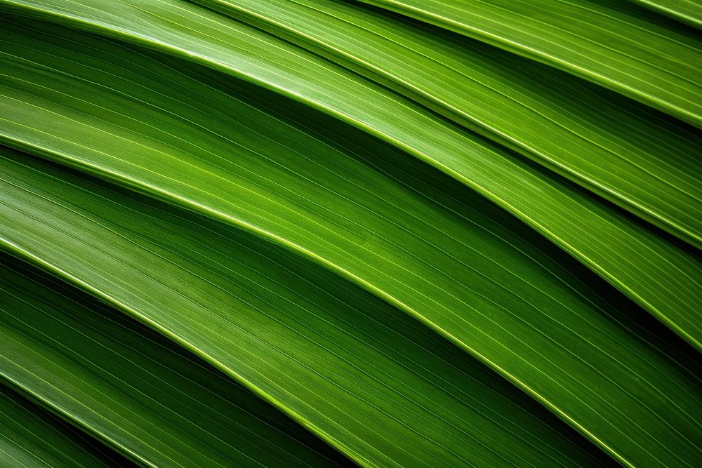 Palm leaf texture blackboard green plant.